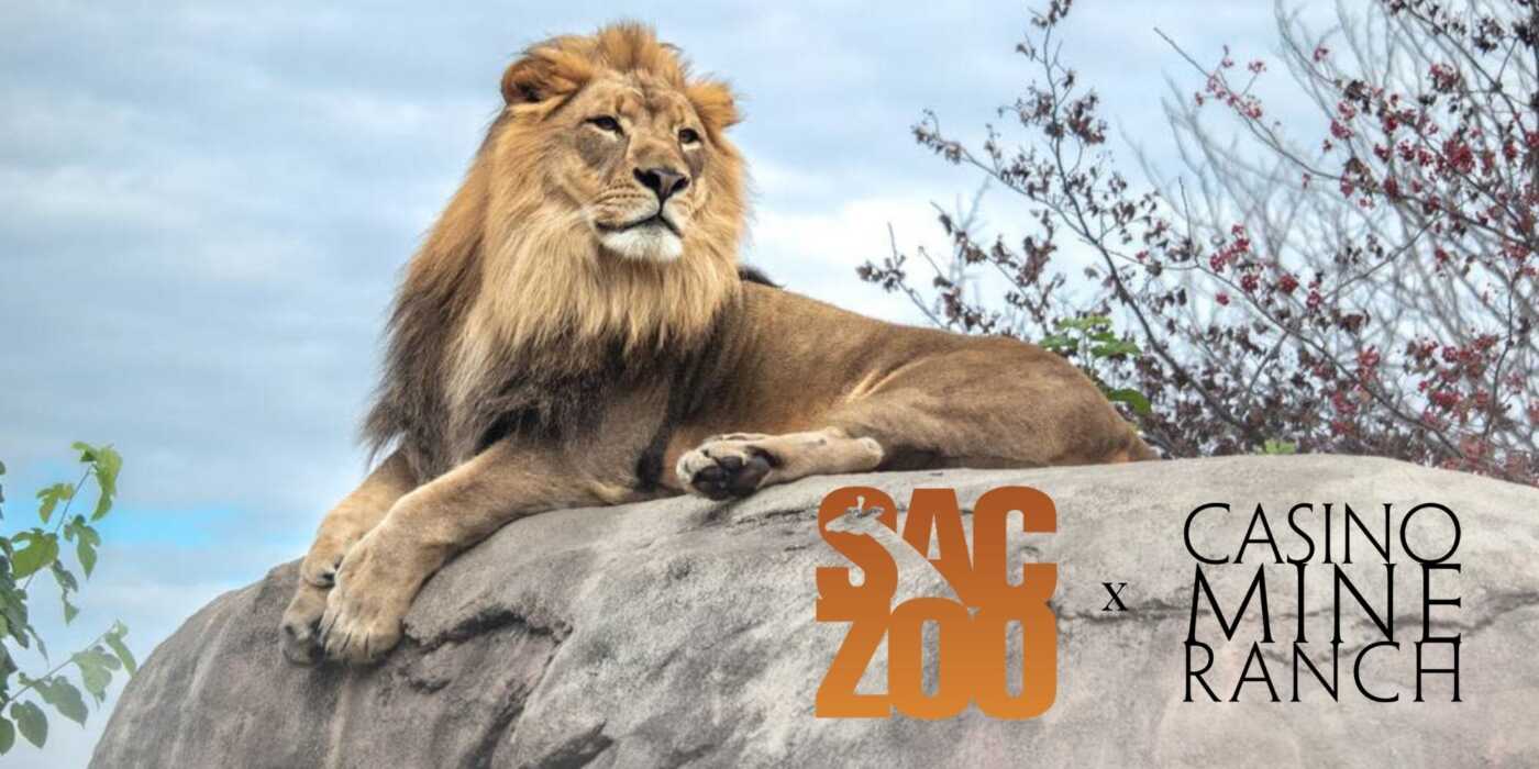Adult male lion laying on a rock with the logos: Sac Zoo and Casino Mine Ranch